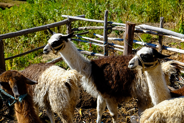 Yumani - Isla del Sol - Lago Titicaca - Bolivia