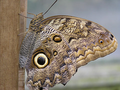 Owl Butterfly