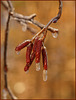 cool catkins