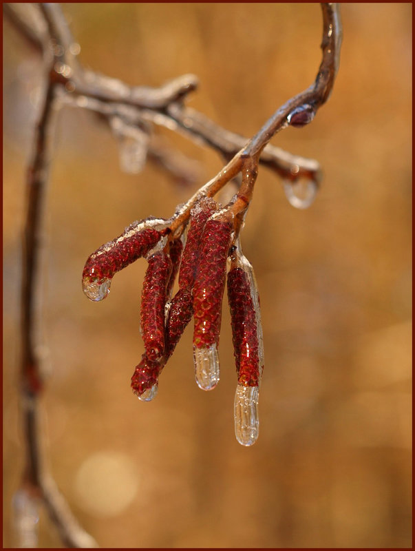 cool catkins