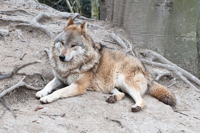 Wolf - 2011-03-12-_DSC5825