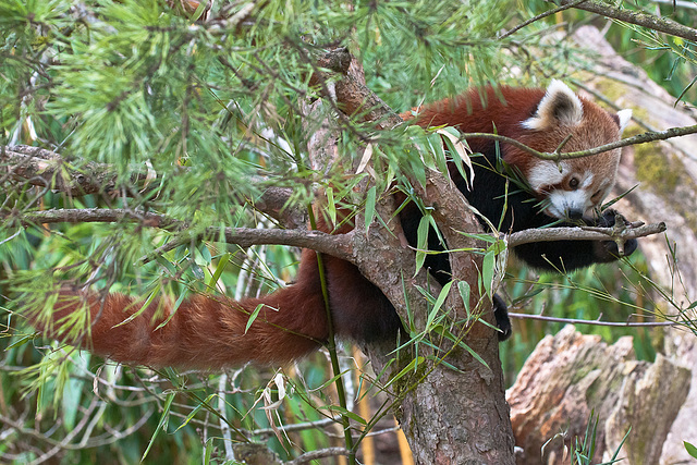 Kleiner Panda - 2011-03-12-_DSC5823