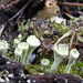Cladonia lichen