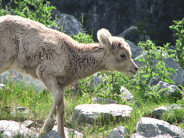 Young Mountain Sheep