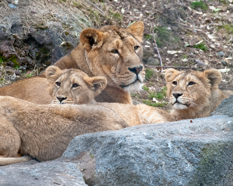 Löwen - 2011-03-12-_DSC5850