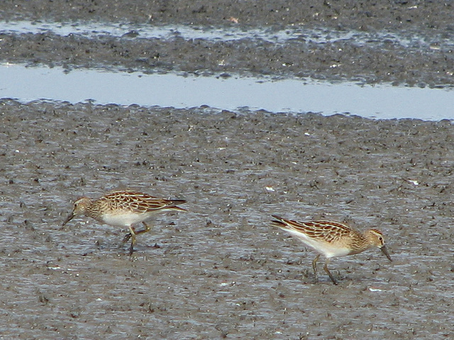 Pectoral Sandpipers