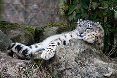 Schnee-Leopard - 2011-03-12-_DSC5828