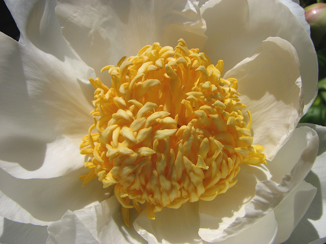 Peony