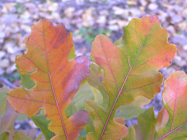 Burr Oak leaves in fall