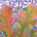 Burr Oak leaves in fall
