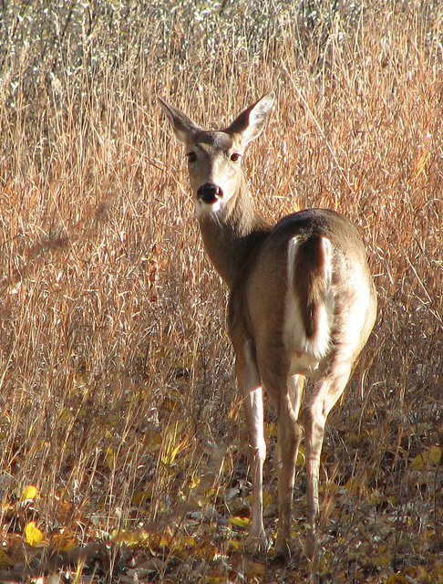 White-tailed Deer