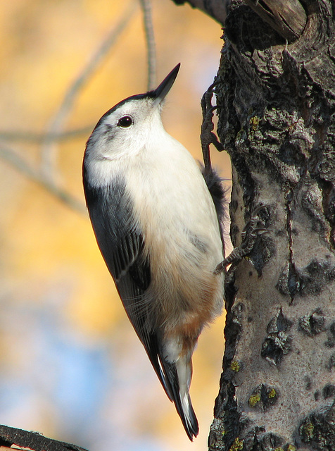 White-breasted Nuthatch