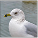 Seagull and Refection