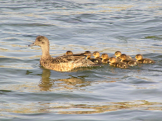 American Wigeon family