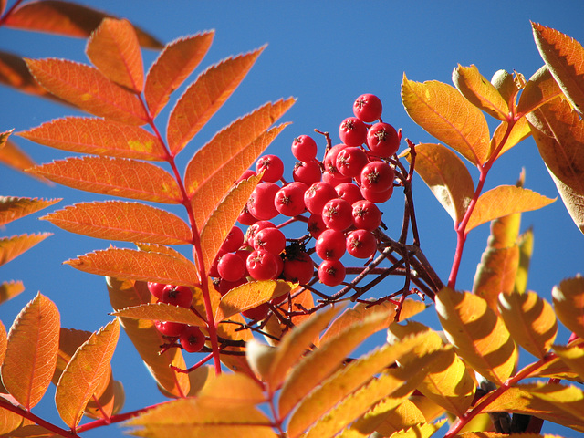 Mountain Ash