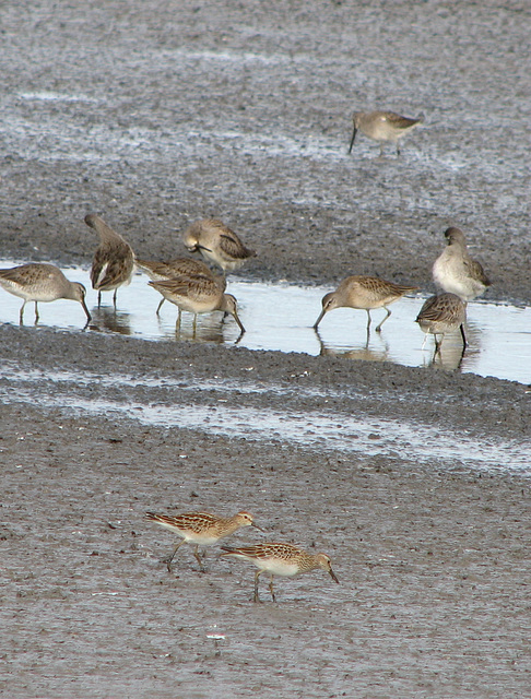 Dowitchers and two Pectoral Sandpipers