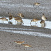 Dowitchers and two Pectoral Sandpipers