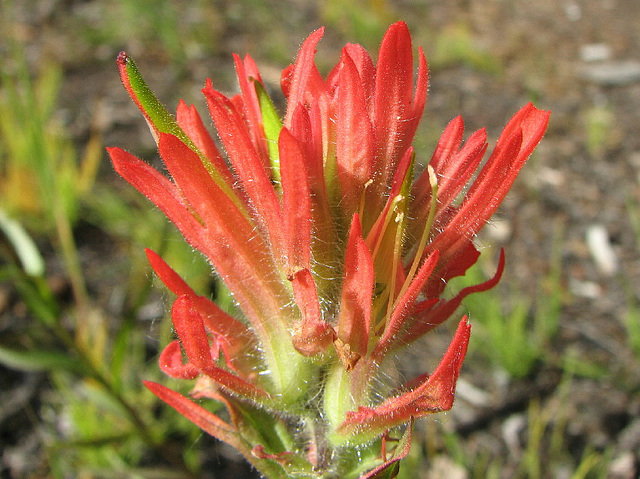 Indian Paintbrush