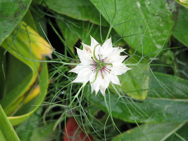 Love-in-a-mist