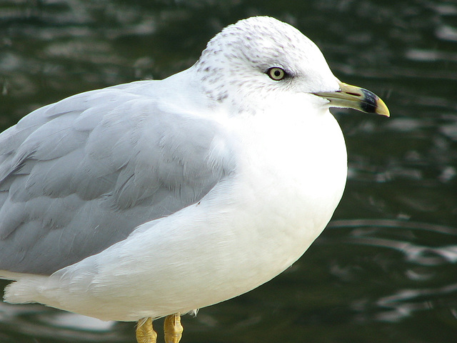 Ring-billed Gull