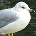 Ring-billed Gull