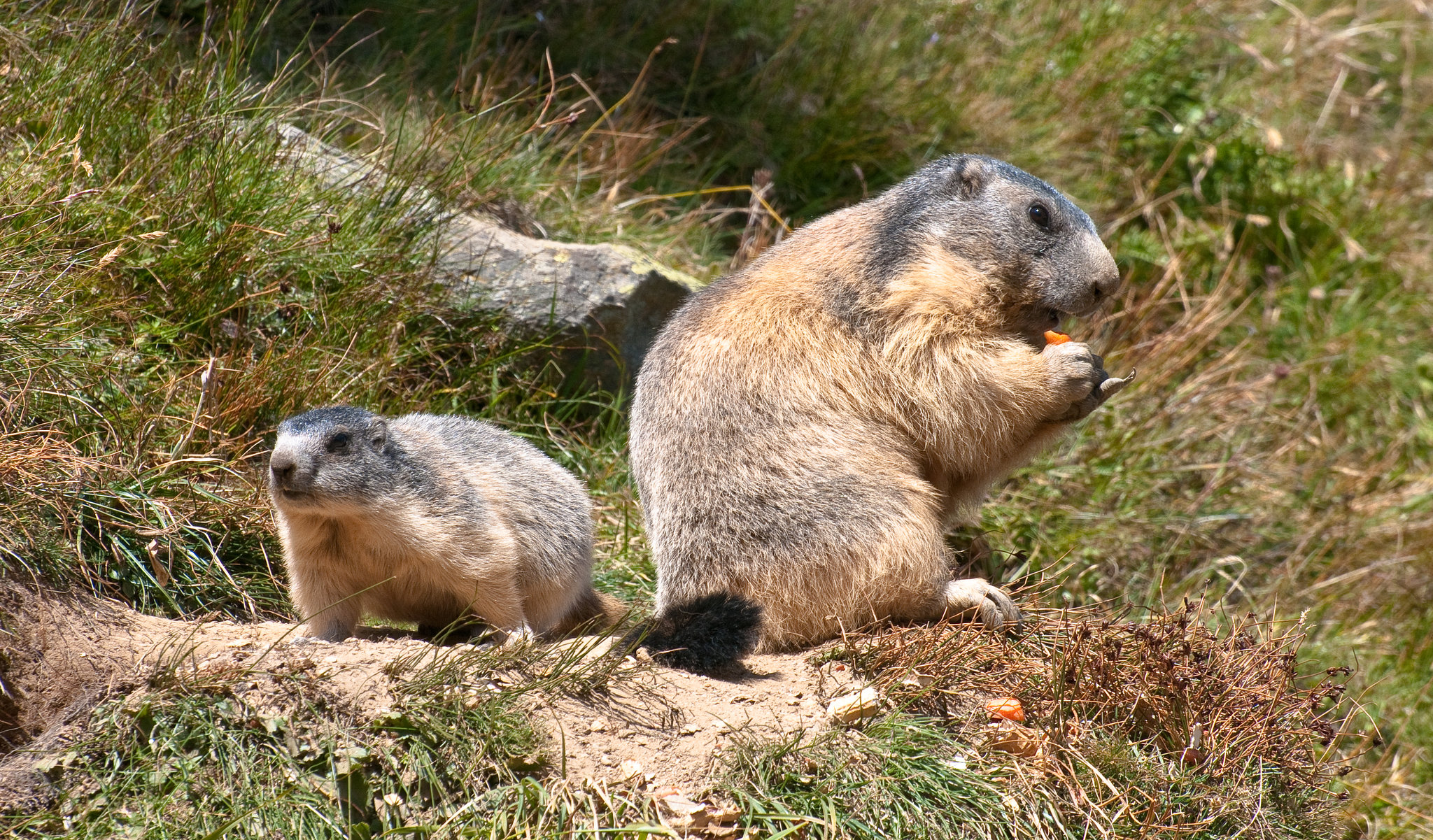 Murmeltiere - 2010-09-02_DSC3620