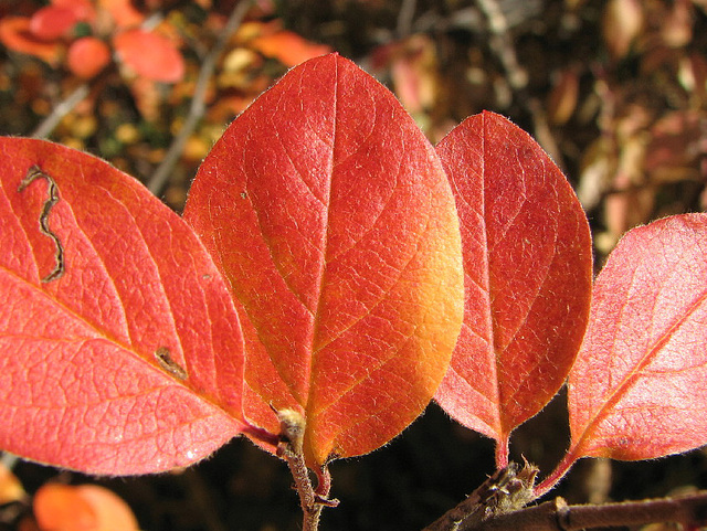 Autumn leaves