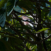 Garrulus glandarius, Eichelhäher - 2009-10-14-_DSC7791