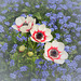 Anemone spec. / cv., Myosotis spec. / cv. - 2008-04-24-_DSC0022