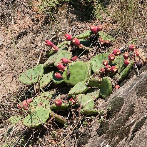 Opuntia spec. - 2009-10-04-_DSC7301