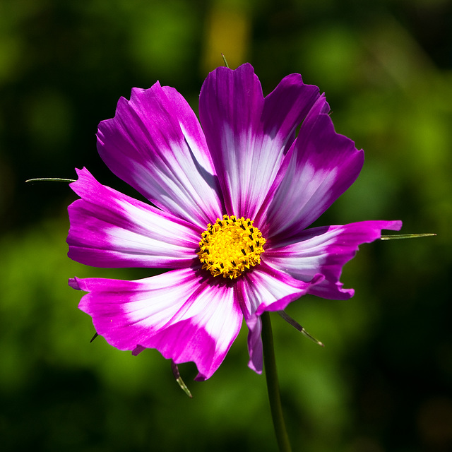 Cosmea spec. / cv. - 2008-07-24-_DSC1051