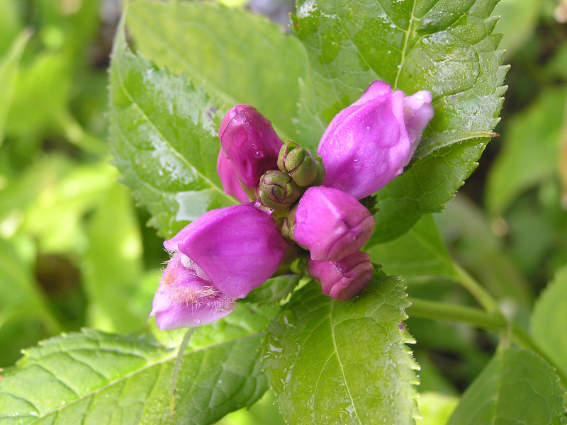 Turtlehead
