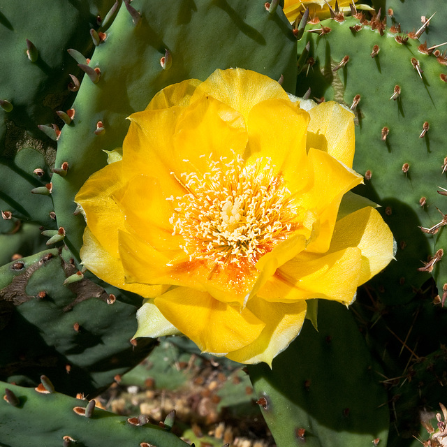 Opuntia spec. / cv. - 2009-06-18_DSC5666