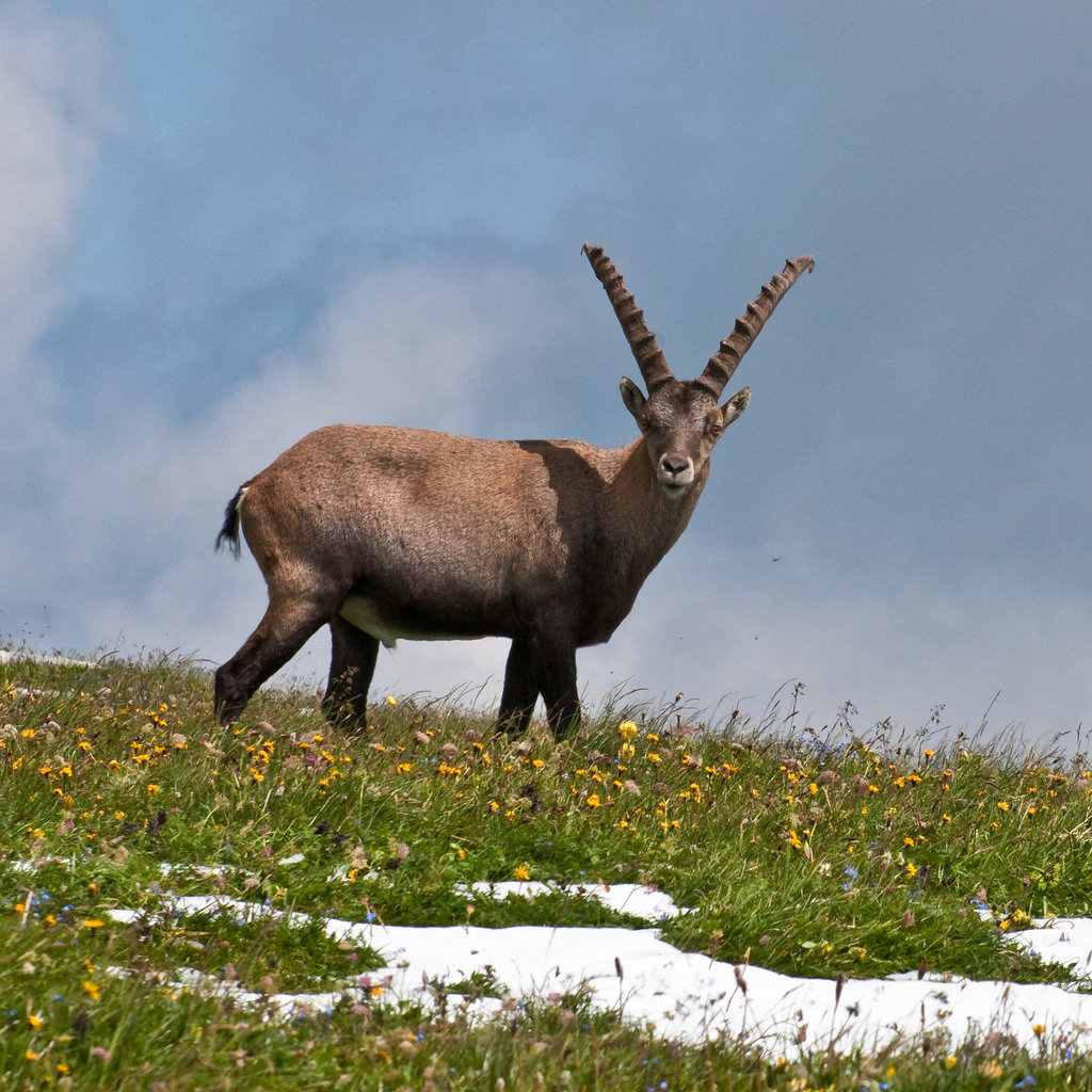 Capra ibex, Steinbock - 2009-07-20_DSC5992