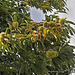 Castanea sativa, Edelkastanie - 2008-10-04_DSC2300