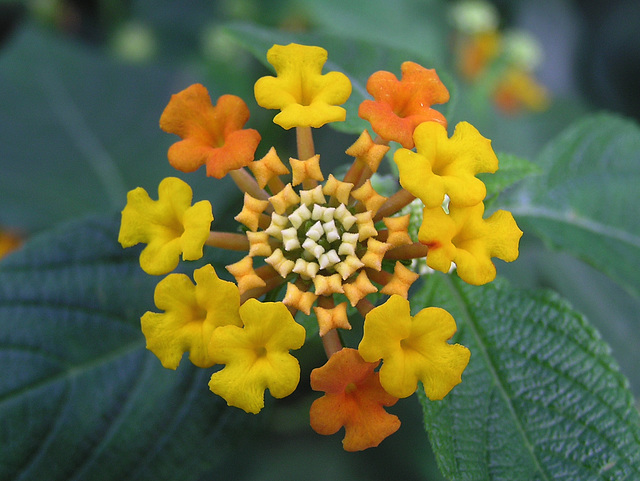 Lantana