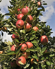 Äpfel am Zweig - 2008-10-04_DSC2272