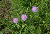Knautia arvensis