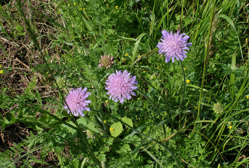 Knautia arvensis
