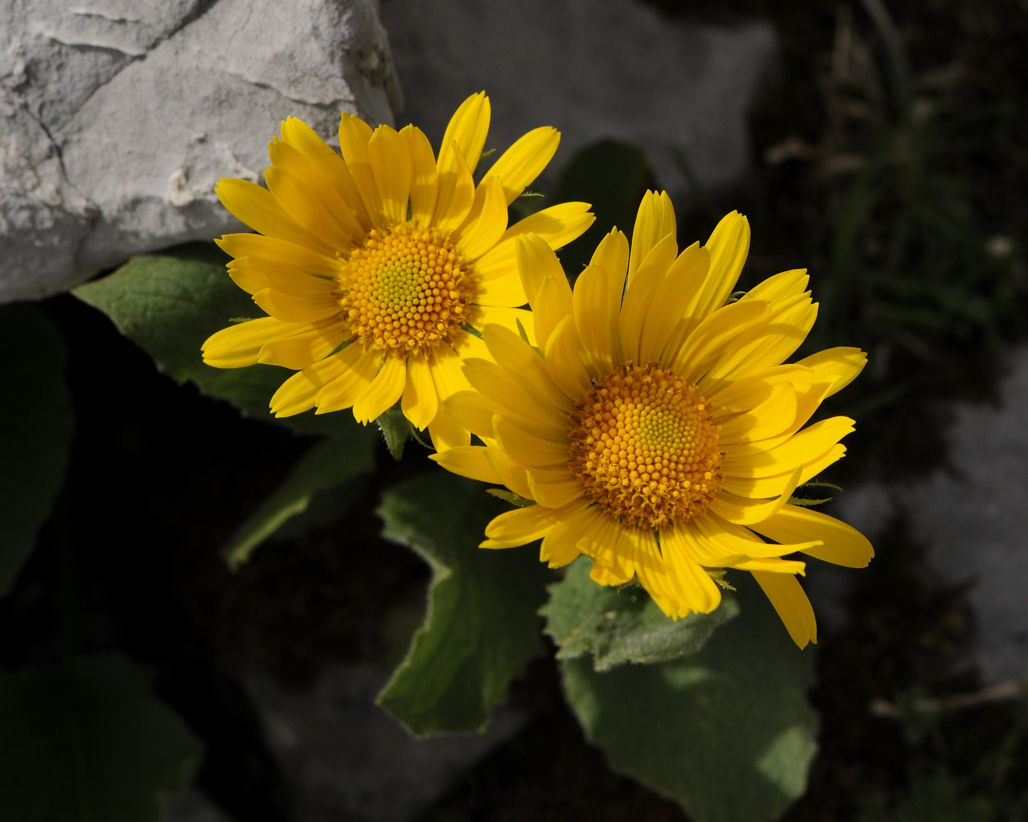 Doronicum spec., Gemswurz - 2008-08-09_DSC1642