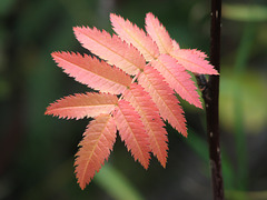 European Mountain-ash