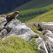 Marmota marmota, Murmeltier - 2008-08-09_DSC1657