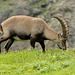 Capra ibex, Steinbock - 2008-08-09_DSC1580