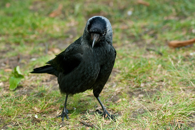 Jackdaw (Choucas des Tours) 4