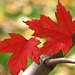 A Maple - at last!