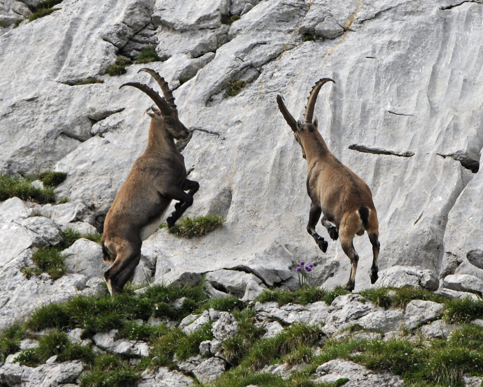 Capra ibex, Steinbock - Allium schoenoprasum, Schnittlauch - 2008-08-09_DSC1603