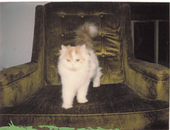 Kitty