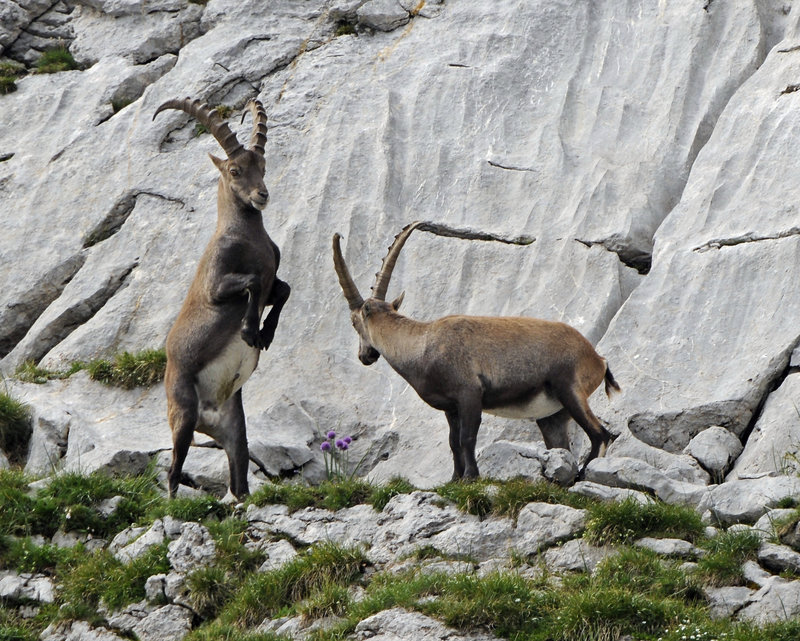 Capra ibex, Steinbock - Allium schoenoprasum, Schnittlauch - 2008-08-09_DSC1616