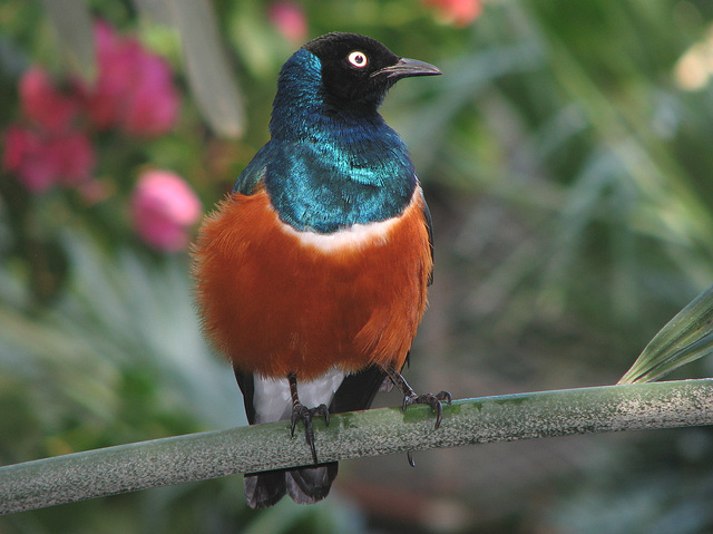 Superb Starling