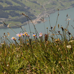 Aster alpinus, Alpenaster - 2008-07-25_DSC1102